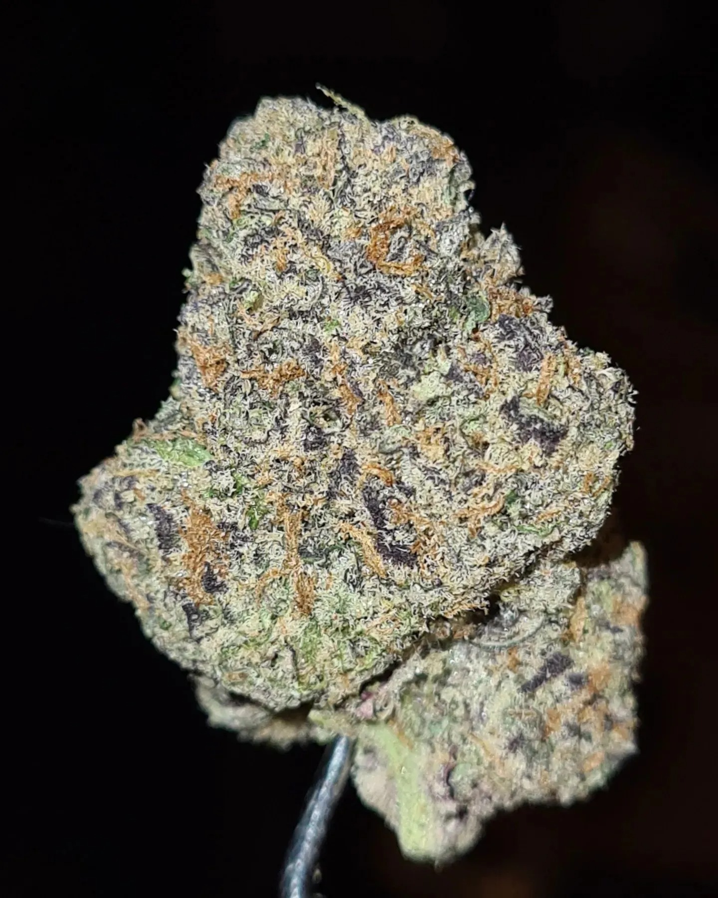 Doja Mind Funk Strain