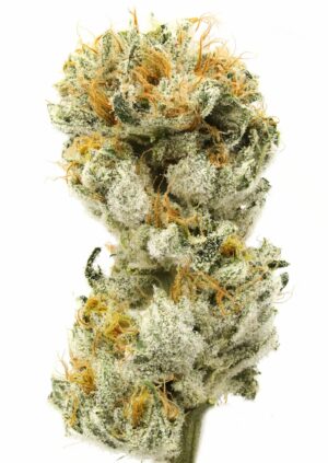 Exotic 710