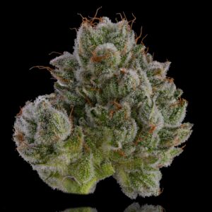 White Stilton Gold Strain