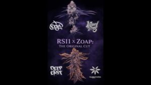 Zoap by Blueprint