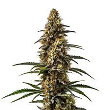 GMO Papaya by Static Room