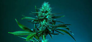 Soul System – Cannabis Oil Face Roller