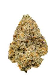 White Truffle