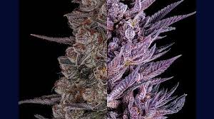 Subzero Cherry Bomb