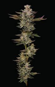 Porto Vino Donut by Exotics710