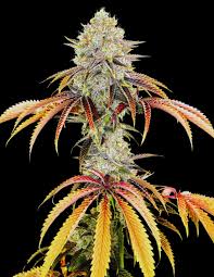Fuzzies – Mango Kush