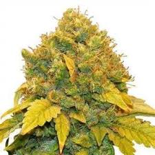 Fuzzies – Banana Kush