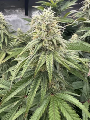OTF – Zowahh x Papaya Dawo – Live Rosin