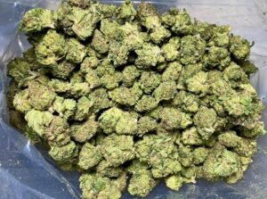 Durban f1